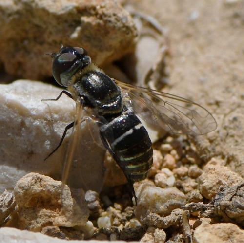 Micomitra stupida
